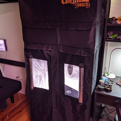 Dumbo growlog timeline photo