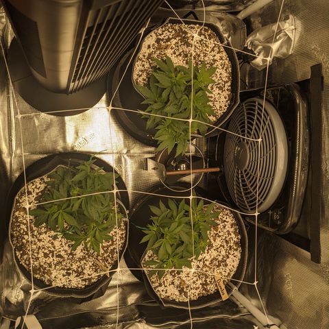 Dumbo growlog photo: Recovering from second LST training, attempting a SCROG. Might run it to space issues eventually.