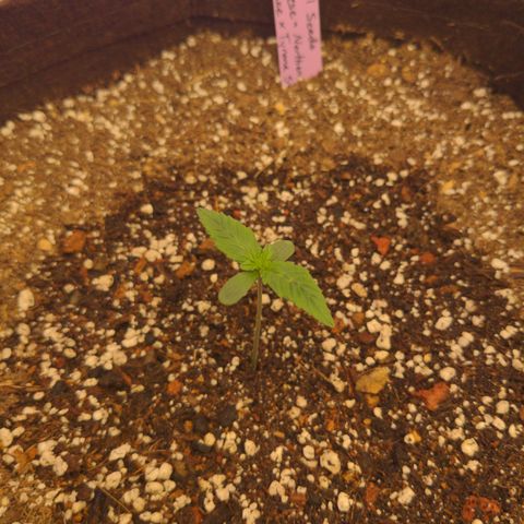 Head Cheese growlog timeline photo