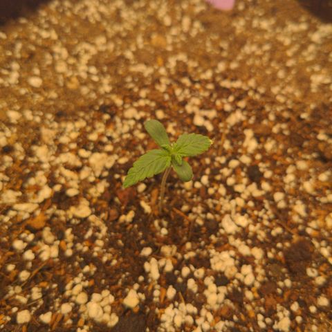 Pluto Cut Autoflower growlog timeline photo