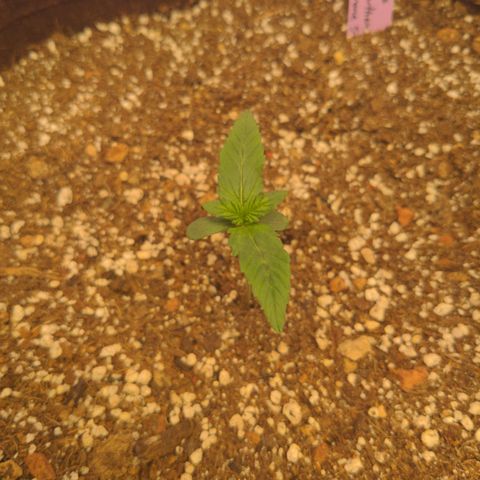 Head Cheese growlog timeline photo