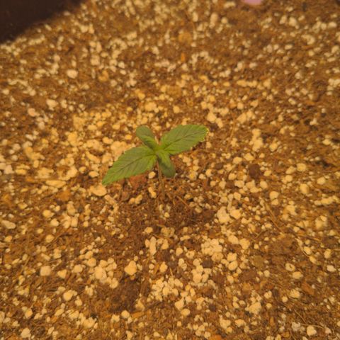 Pluto Cut Autoflower growlog timeline photo