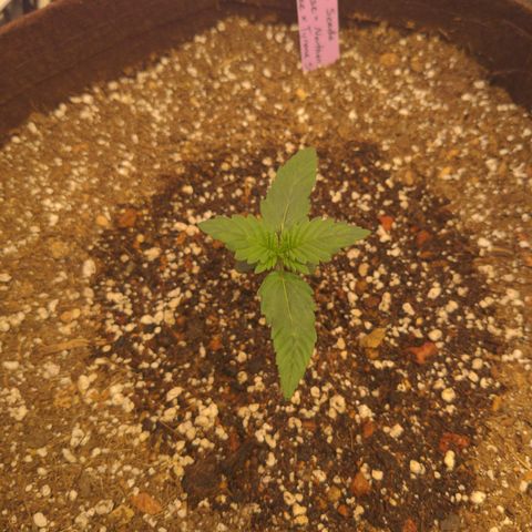 Head Cheese growlog timeline photo