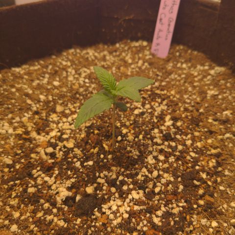 Pluto Cut Autoflower growlog timeline photo