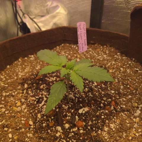 Head Cheese growlog timeline photo