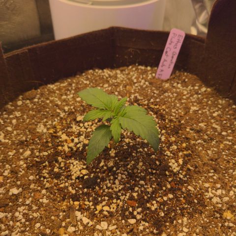 Pluto Cut Autoflower growlog timeline photo