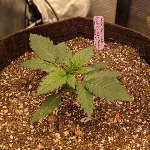 Head Cheese growlog timeline photo