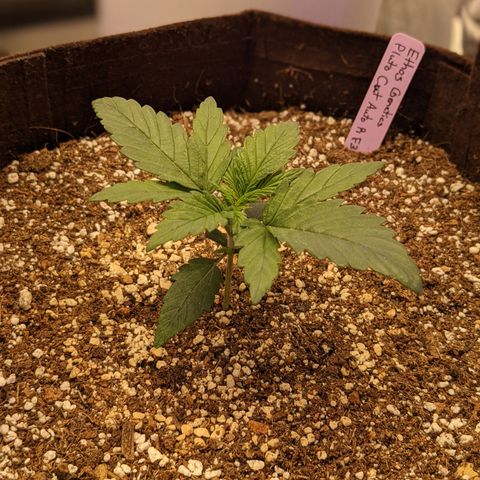 Pluto Cut Autoflower growlog timeline photo