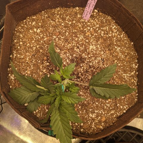 Head Cheese growlog timeline photo