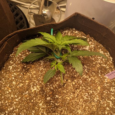 Pluto Cut Autoflower growlog timeline photo