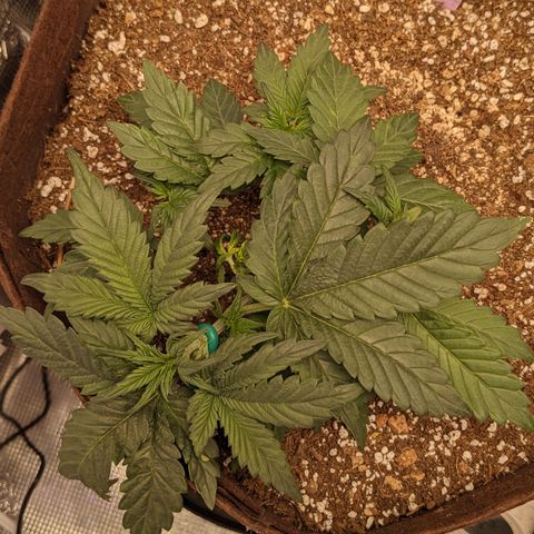 Head Cheese growlog timeline photo