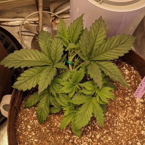 Pluto Cut Autoflower growlog timeline photo