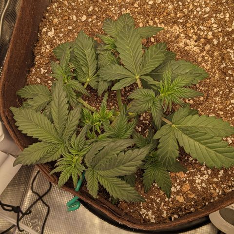 Head Cheese growlog timeline photo