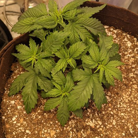 Pluto Cut Autoflower growlog timeline photo