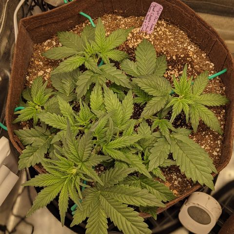 Head Cheese growlog timeline photo