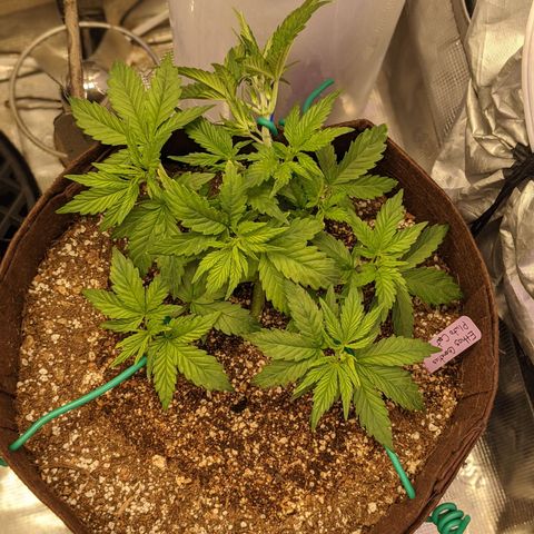 Pluto Cut Autoflower growlog timeline photo