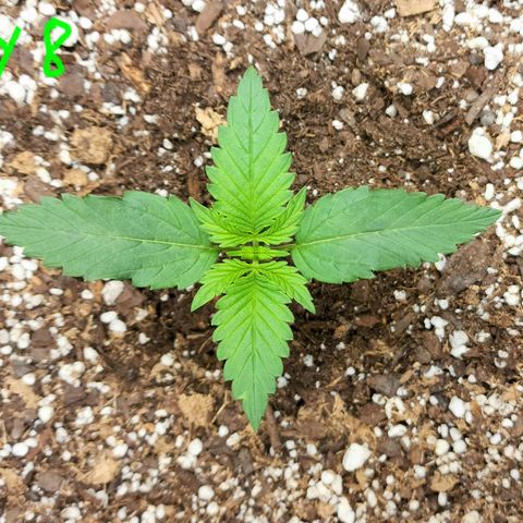 Cherry Pie growlog timeline photo