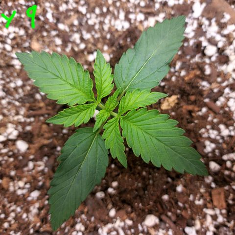 Cherry Pie growlog timeline photo