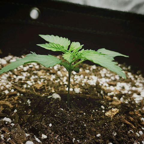 Cherry Pie growlog timeline photo