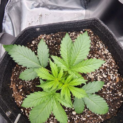 Cherry Pie growlog timeline photo