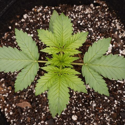Cherry Pie growlog timeline photo