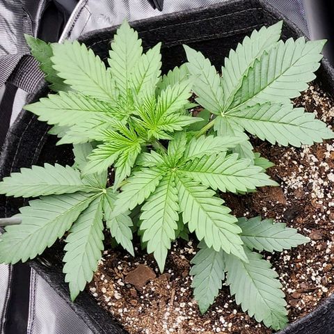 Cherry Pie growlog timeline photo