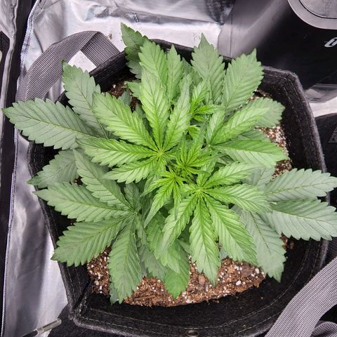 Cherry Pie growlog timeline photo