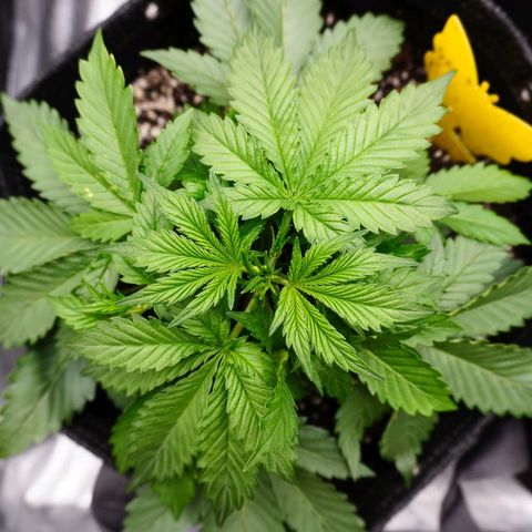 Cherry Pie growlog photo: Night