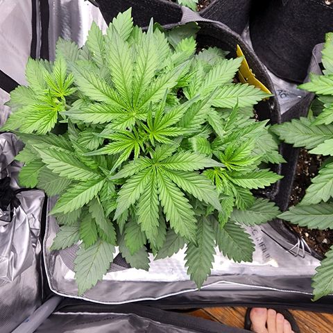 Cherry Pie growlog timeline photo