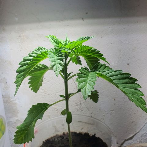 Cherry Pie growlog timeline photo