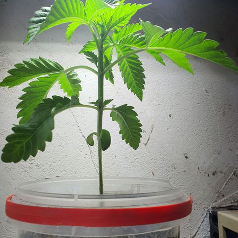 Cherry Pie growlog timeline photo