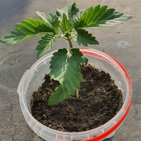 Cherry Pie growlog timeline photo