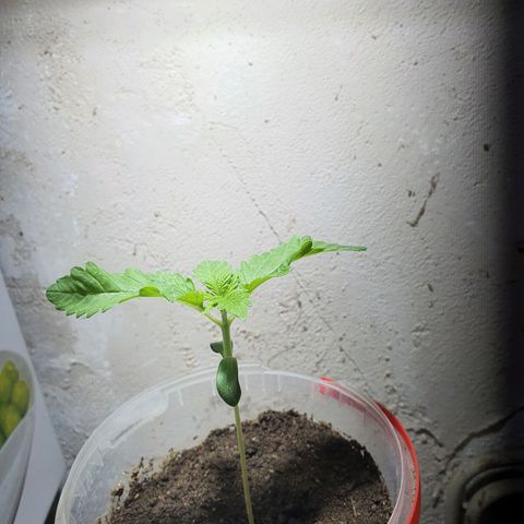 Cherry Pie growlog timeline photo
