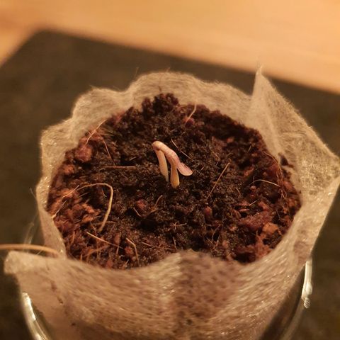 Cherry Pie growlog timeline photo