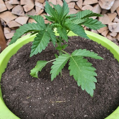 Cherry Pie growlog timeline photo