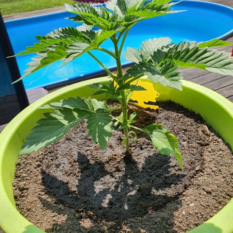 Cherry Pie growlog timeline photo