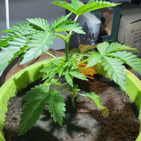 Cherry Pie growlog timeline photo