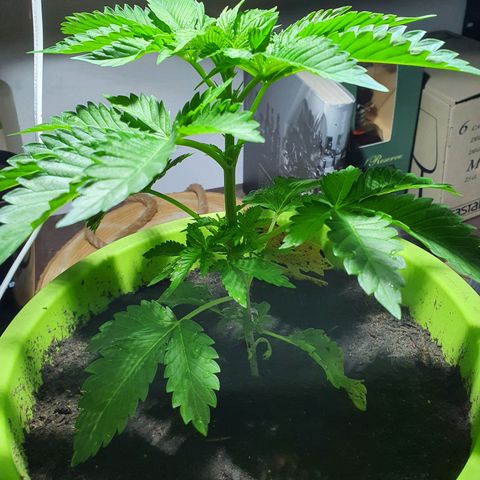 Cherry Pie growlog timeline photo