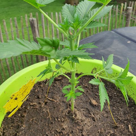 Cherry Pie growlog timeline photo