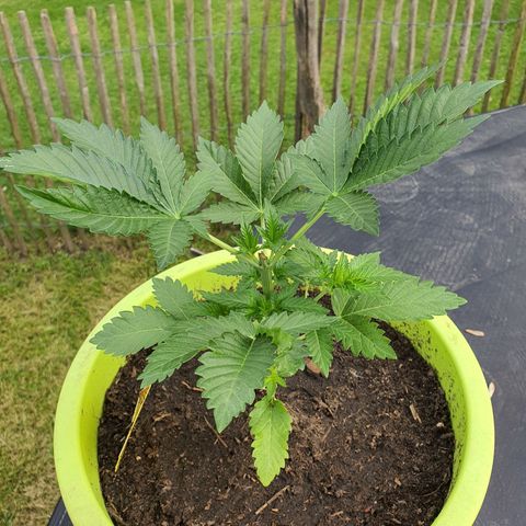 Cherry Pie growlog timeline photo