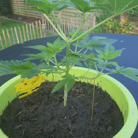 Cherry Pie growlog timeline photo