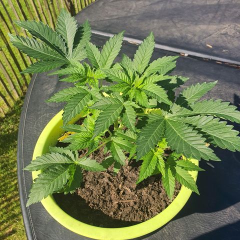 Cherry Pie growlog timeline photo