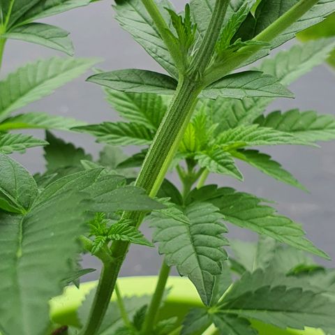Cherry Pie growlog photo: Vorblüte hat begonnen.