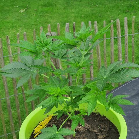 Cherry Pie growlog photo: Vorblüte hat begonnen.