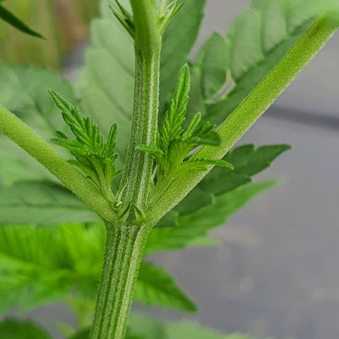 Cherry Pie growlog photo: Vorblüte hat begonnen.