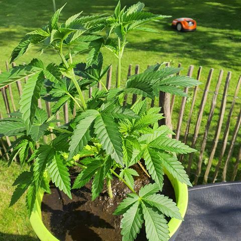 Cherry Pie growlog photo: Ordentlich mit Hühnermistsud gegossen.