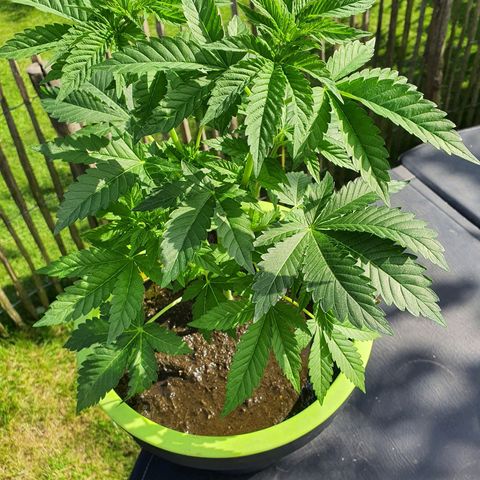 Cherry Pie growlog photo: Ordentlich mit Hühnermistsud gegossen.