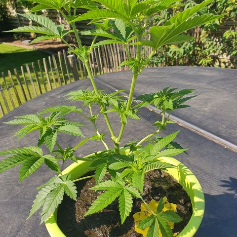 Cherry Pie growlog timeline photo