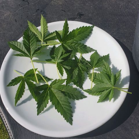 Cherry Pie growlog timeline photo