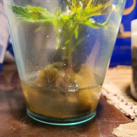 Roswitha growlog timeline photo